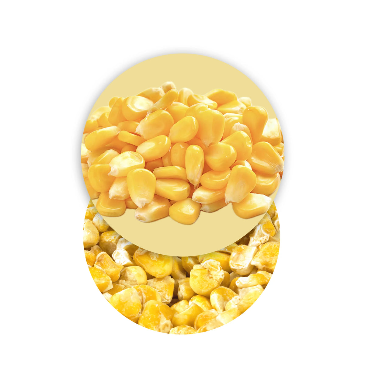 Granos de maíz liofilizados Frutas liofilizadas